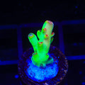 Budgie Smuggler Acropora Coral