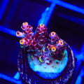 TSA Fruity Pebbles Acropora Coral
