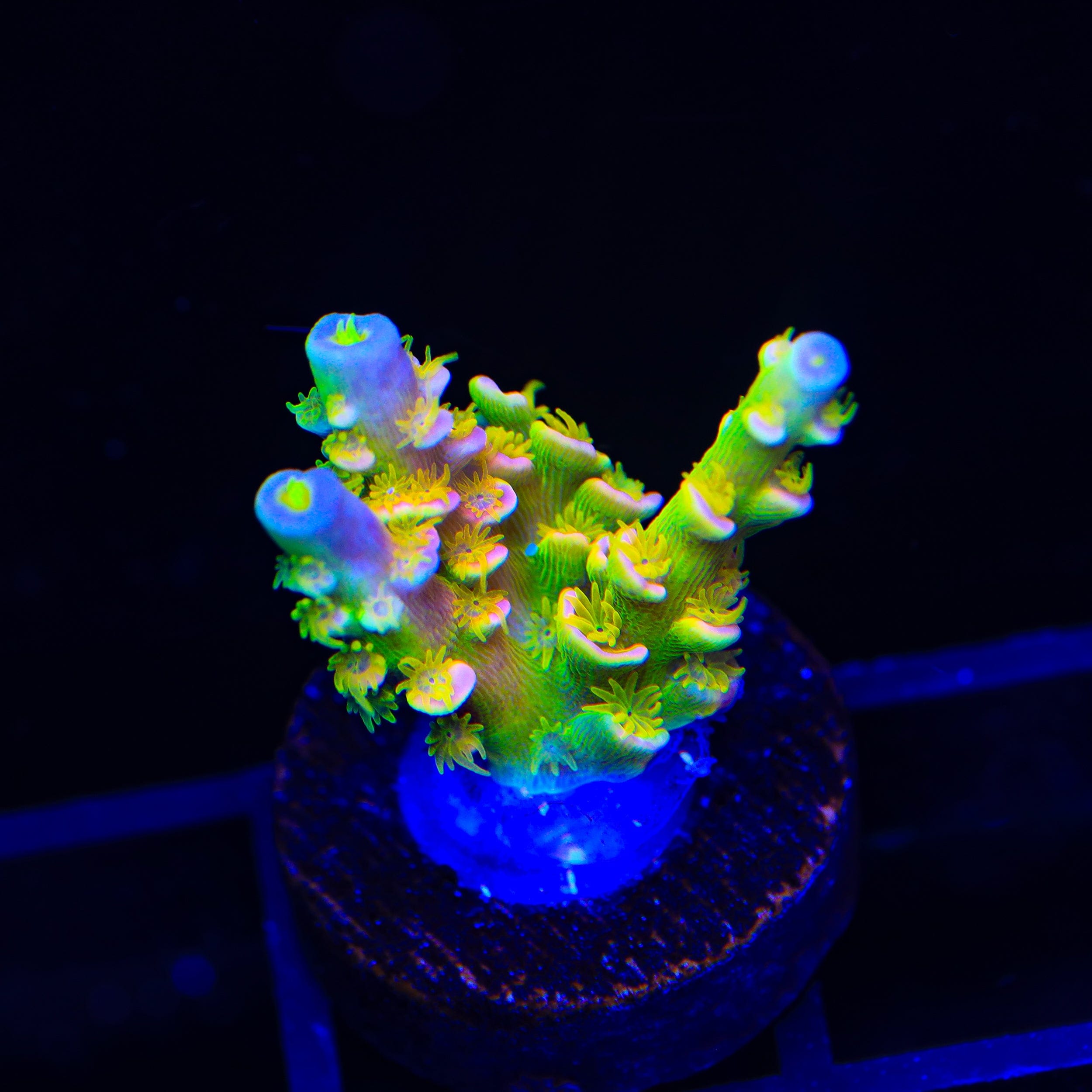 Walt Disney Tenuis Acropora XL Frag Coral