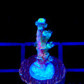 Vivids Insanity Acropora Coral