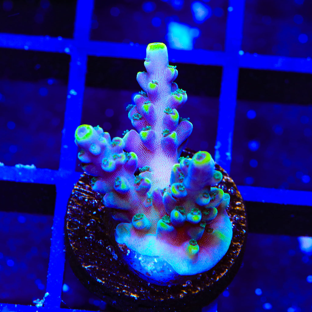 TSA Bollywood Acropora Coral