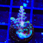 TSA Bollywood Acropora Coral