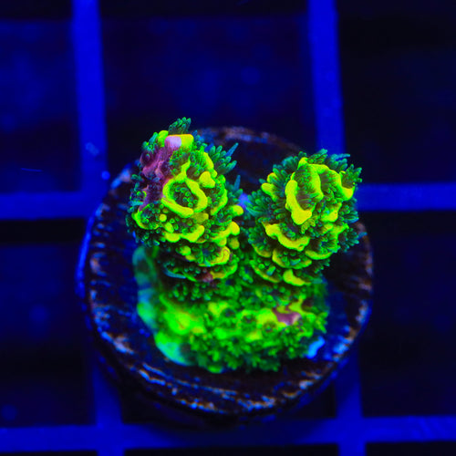 RRC Rainbow Splice Acropora Coral