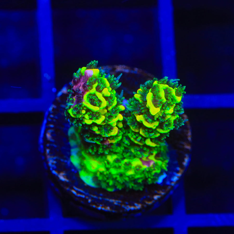 RRC Rainbow Splice Acropora Coral