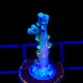 Vivids Insanity Acropora Coral
