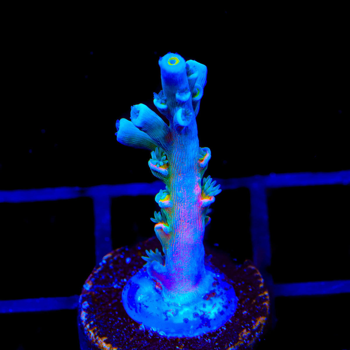 Vivids Insanity Acropora Coral