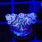 TSA Nebula Tenuis Acropora Coral