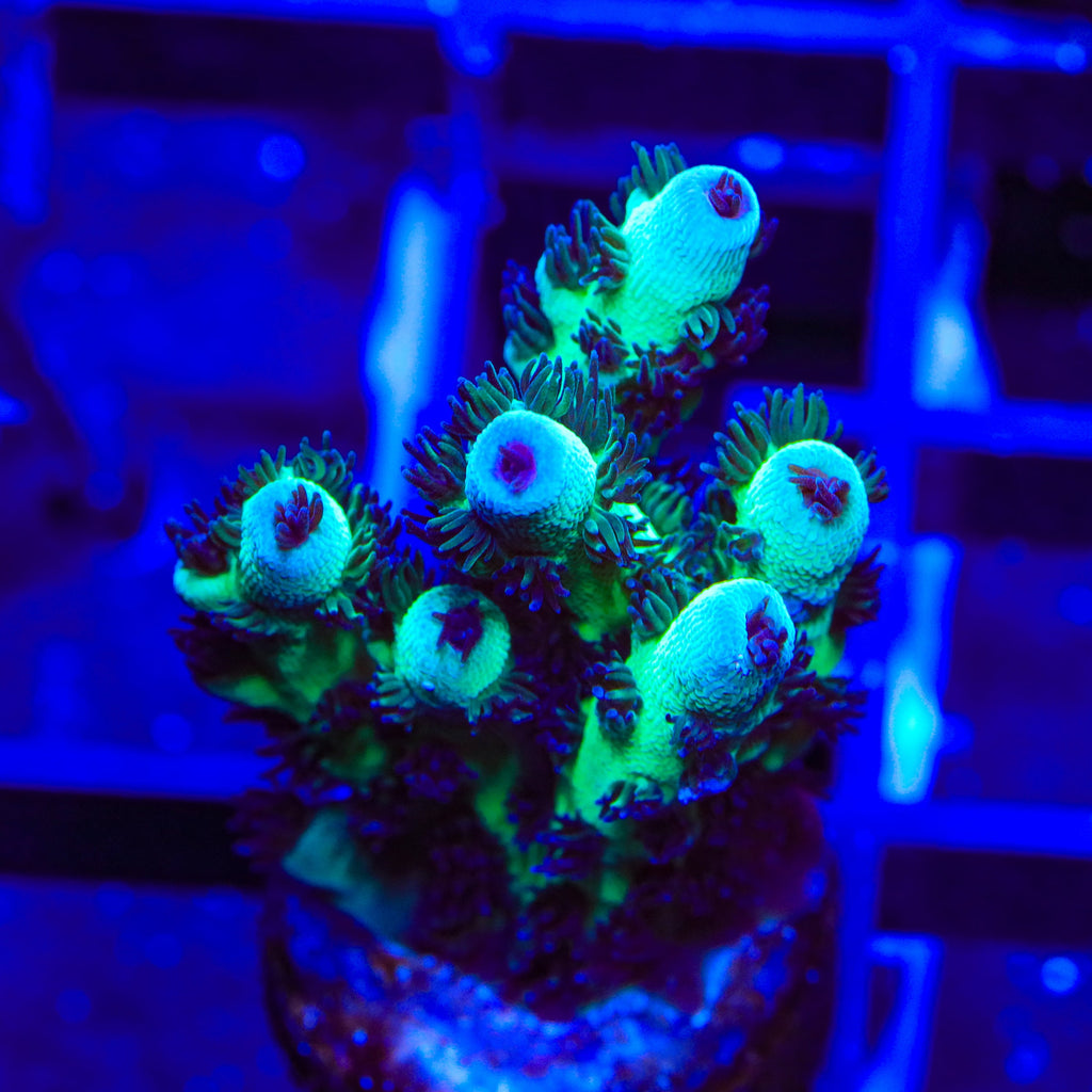 Cookie Monster Acropora Coral