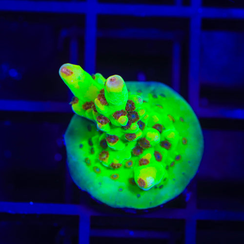 Budgie Smuggler Acropora Coral