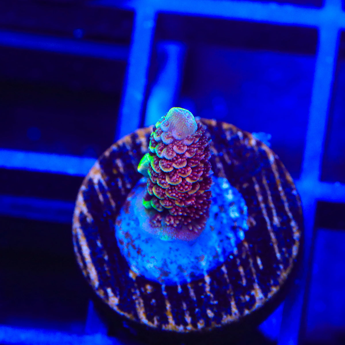 GWS Eternal Spathulata Acropora Coral