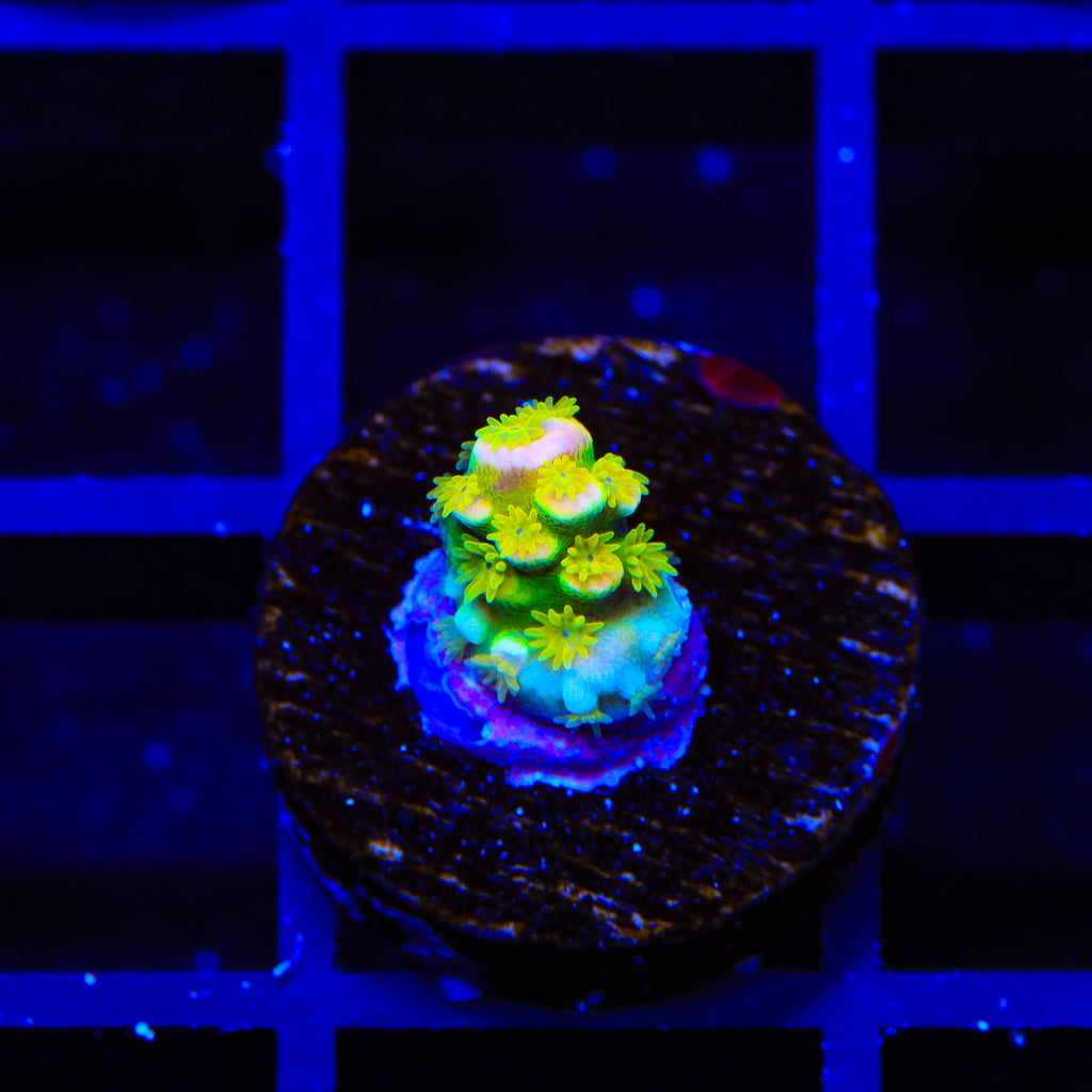 Walt Disney Tenuis Acropora Coral