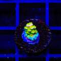 Walt Disney Tenuis Acropora Coral