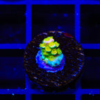 Walt Disney Tenuis Acropora Coral