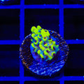 TSA Colonel Mustard Acropora Coral
