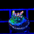 TSA Fruity Splice Acropora Coral