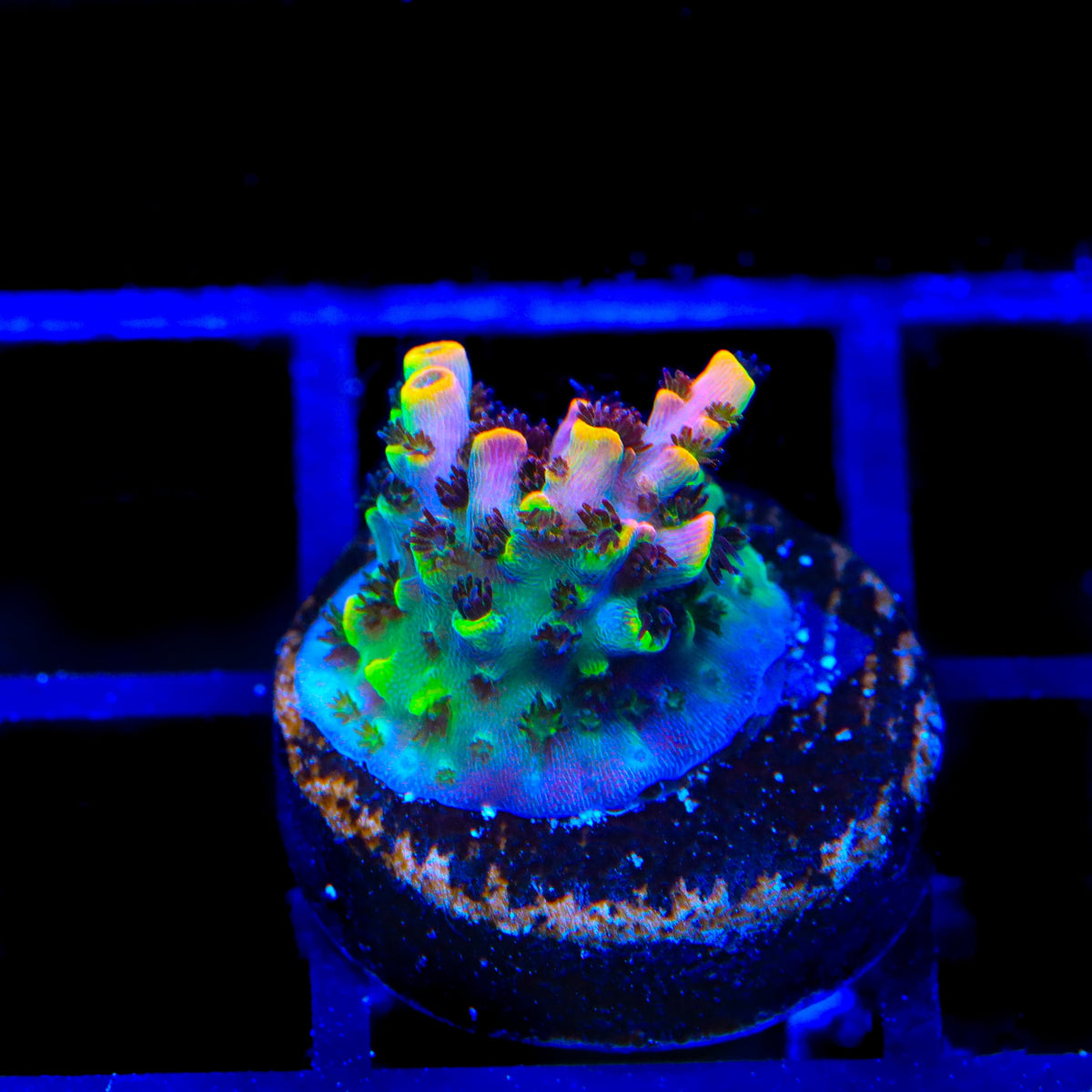 TSA Fruity Splice Acropora Coral