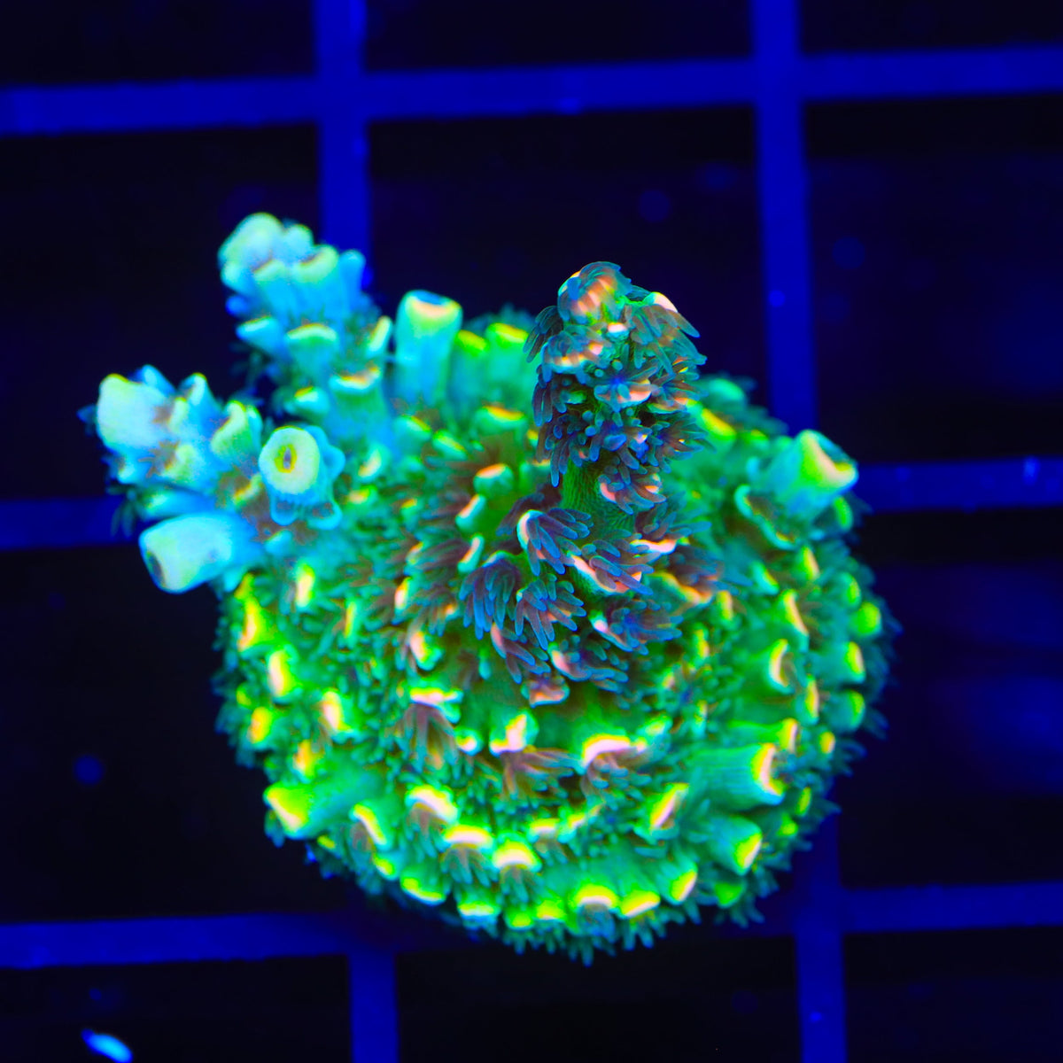BkChem Froot Loops Acropora Coral