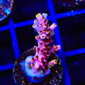 TSA Fruity Pebbles Acropora Coral