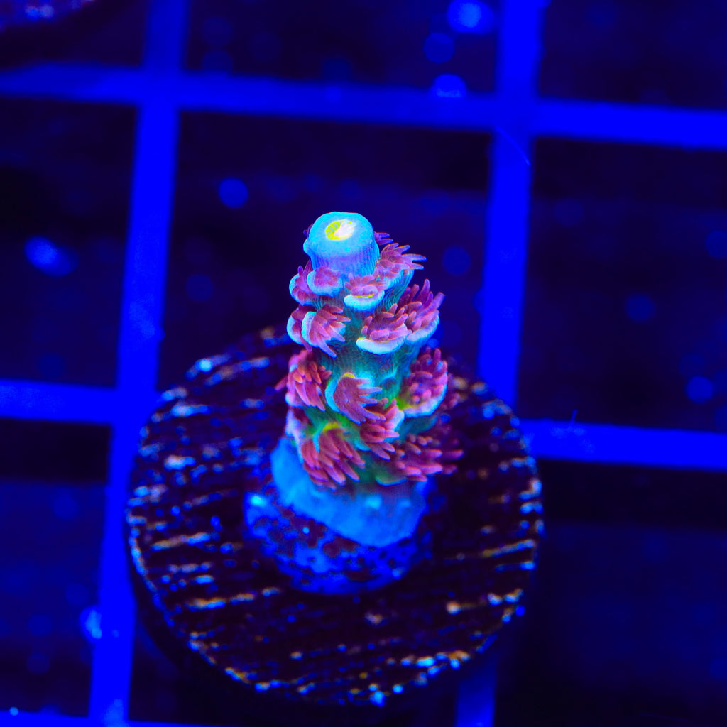 TSA Goldilocks Gumdrop Acropora Coral