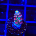 TSA Goldilocks Gumdrop Acropora Coral