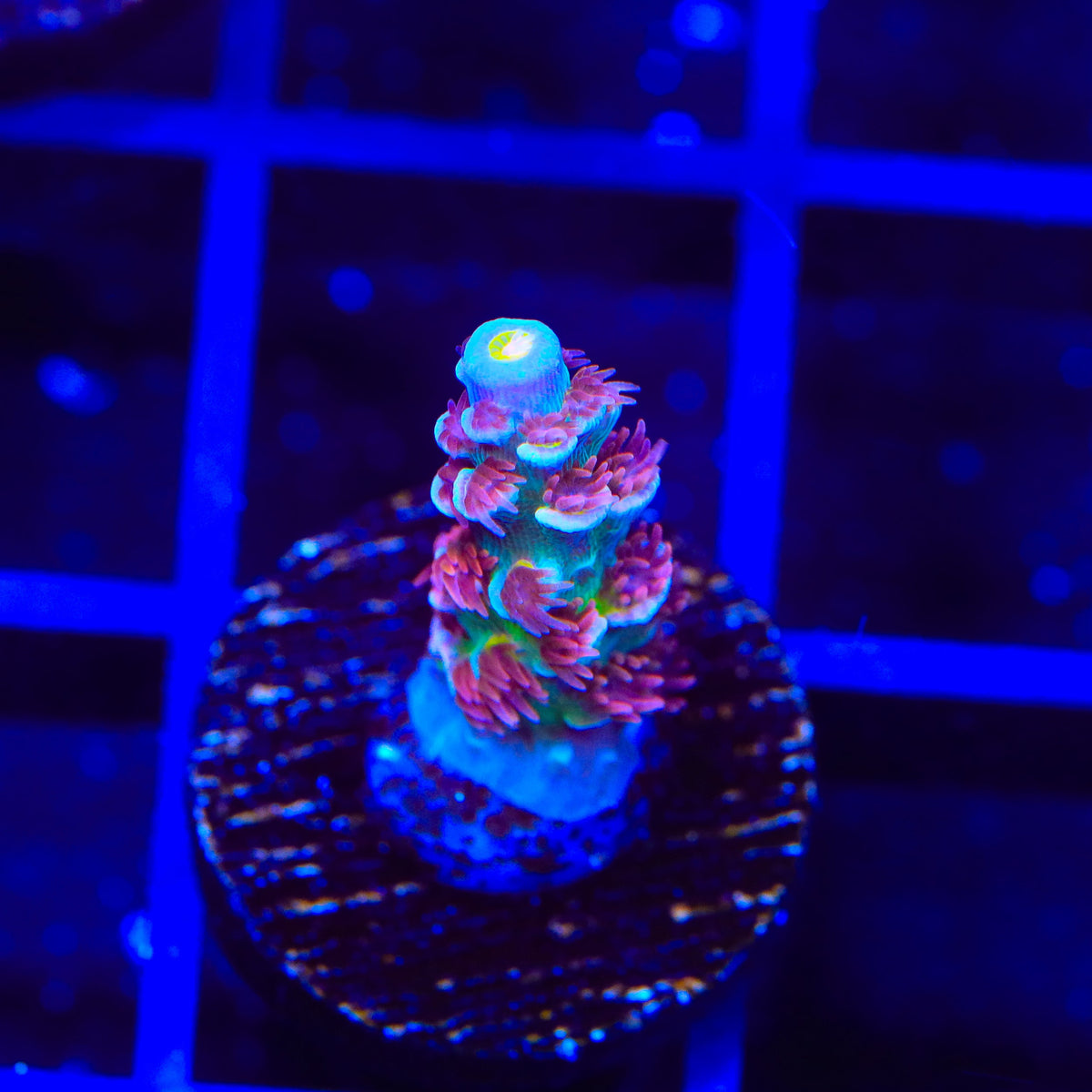 TSA Goldilocks Gumdrop Acropora Coral