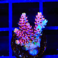 TSA Fruity Pebbles Acropora Coral