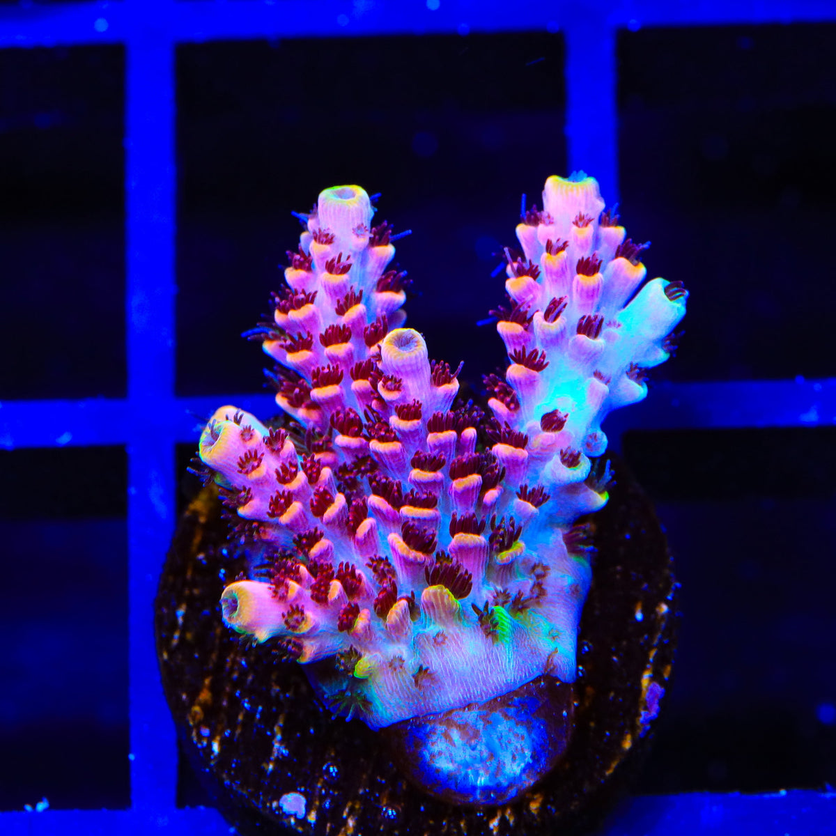 TSA Fruity Pebbles Acropora Coral