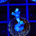 Vivids Insanity Acropora Coral