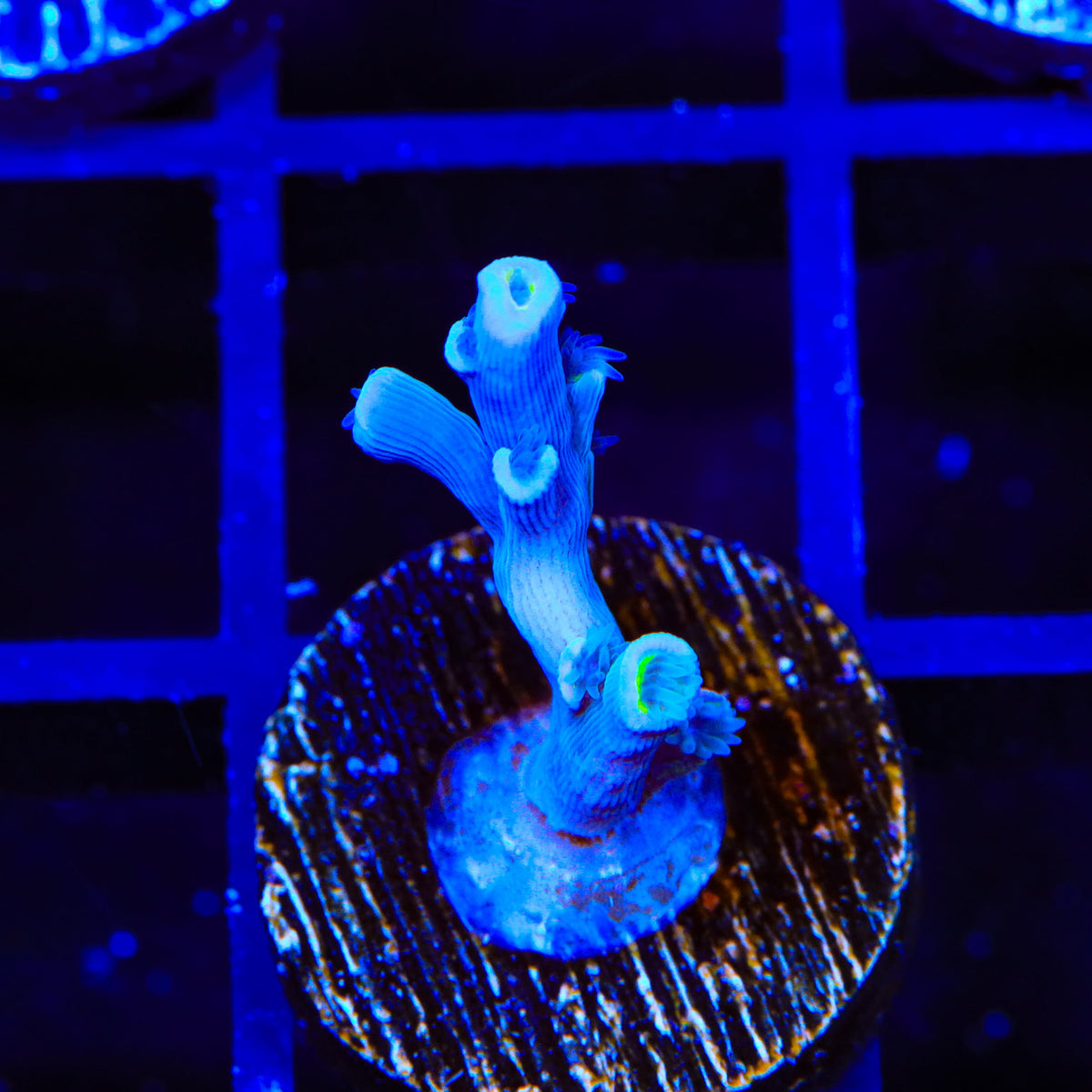 Vivids Insanity Acropora Coral