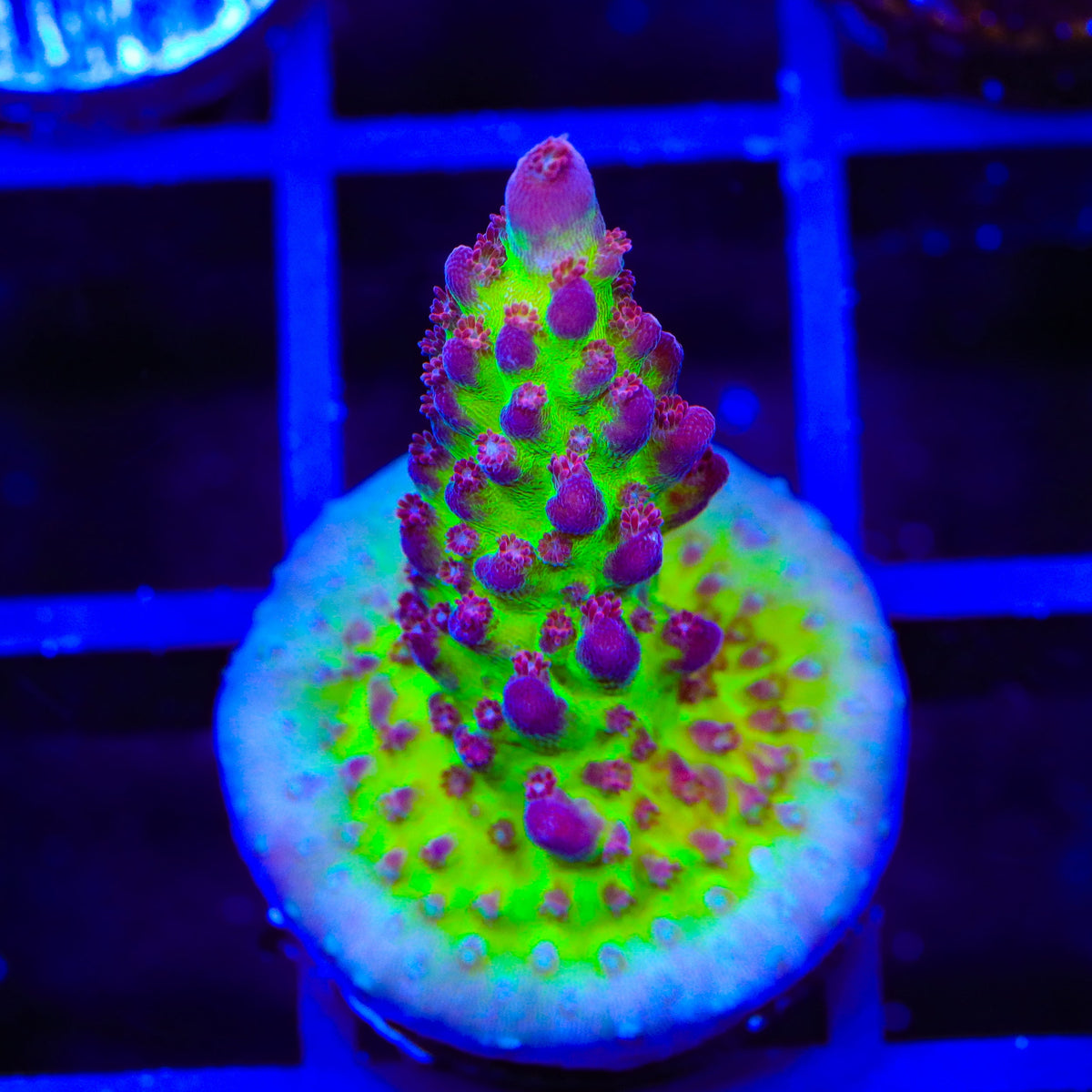 Sanjay's Red Photon Acropora Coral
