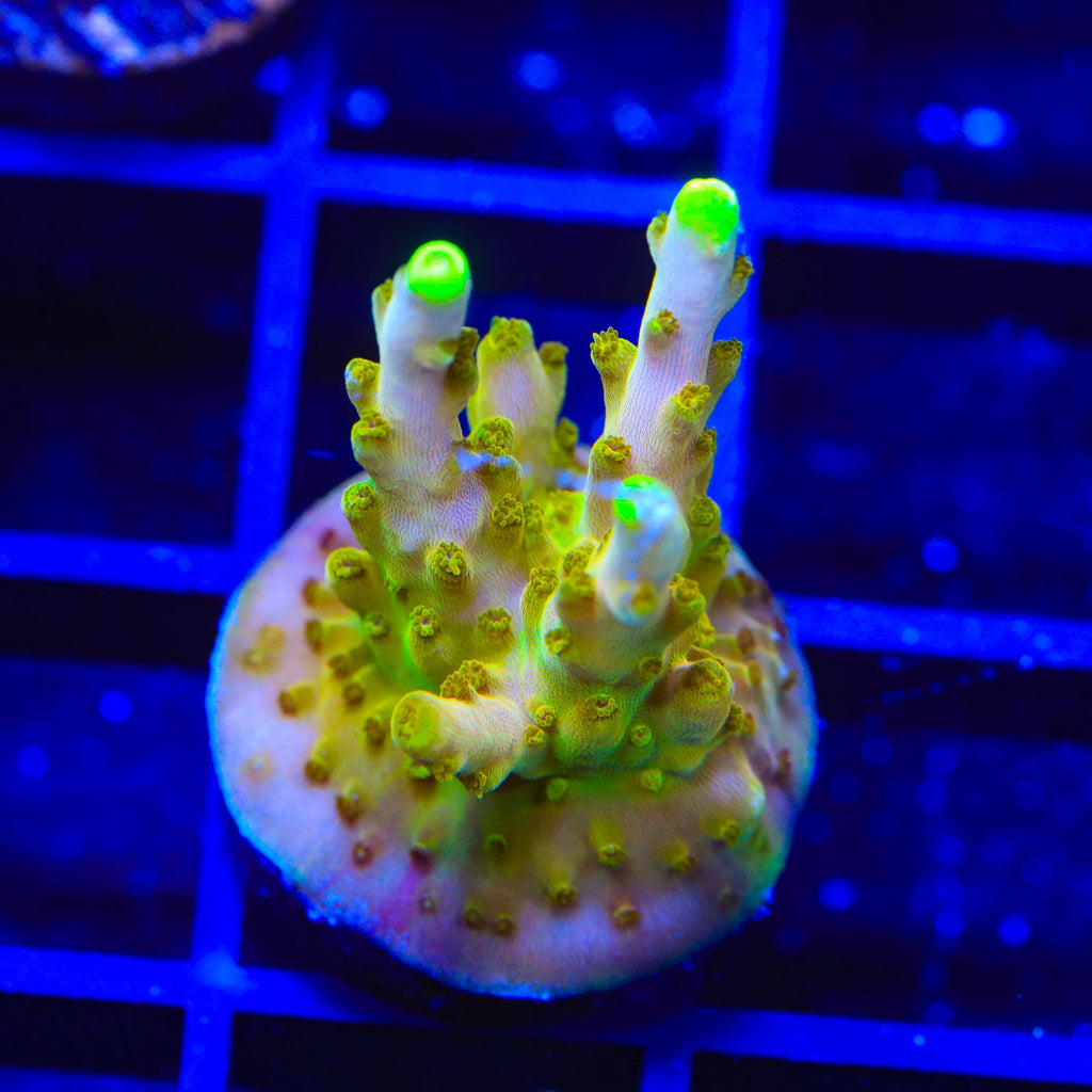 CB Golden Jawdropper Acropora Coral