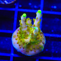 CB Golden Jawdropper Acropora Coral