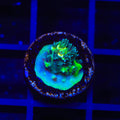 TSA Rocky Balboa Tenuis Acropora Coral