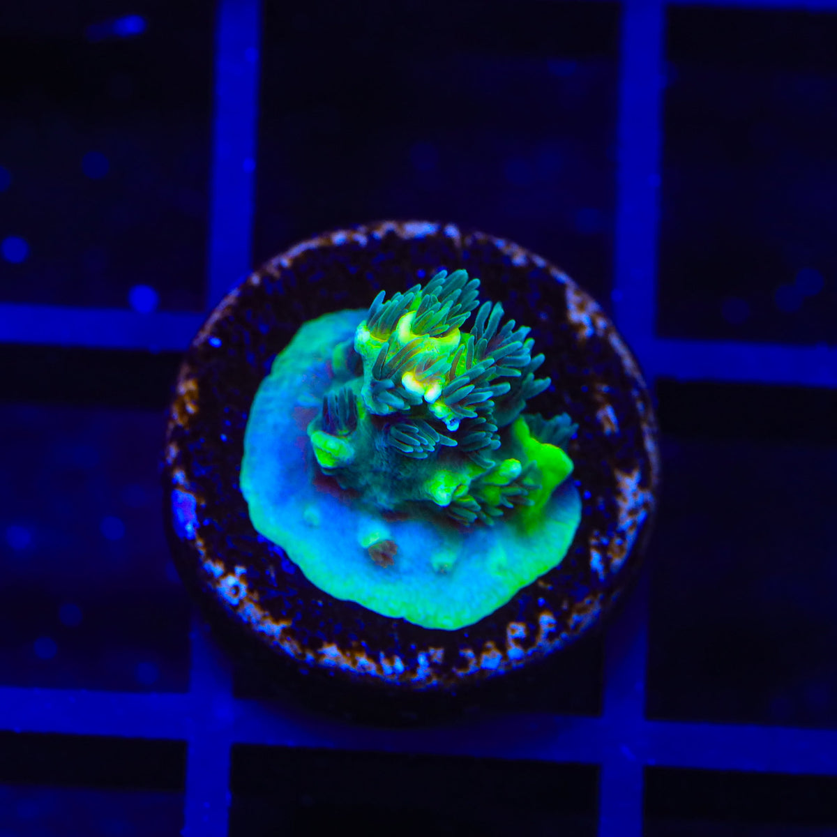 TSA Rocky Balboa Tenuis Acropora Coral