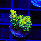 TSA Colonel Mustard Acropora Coral