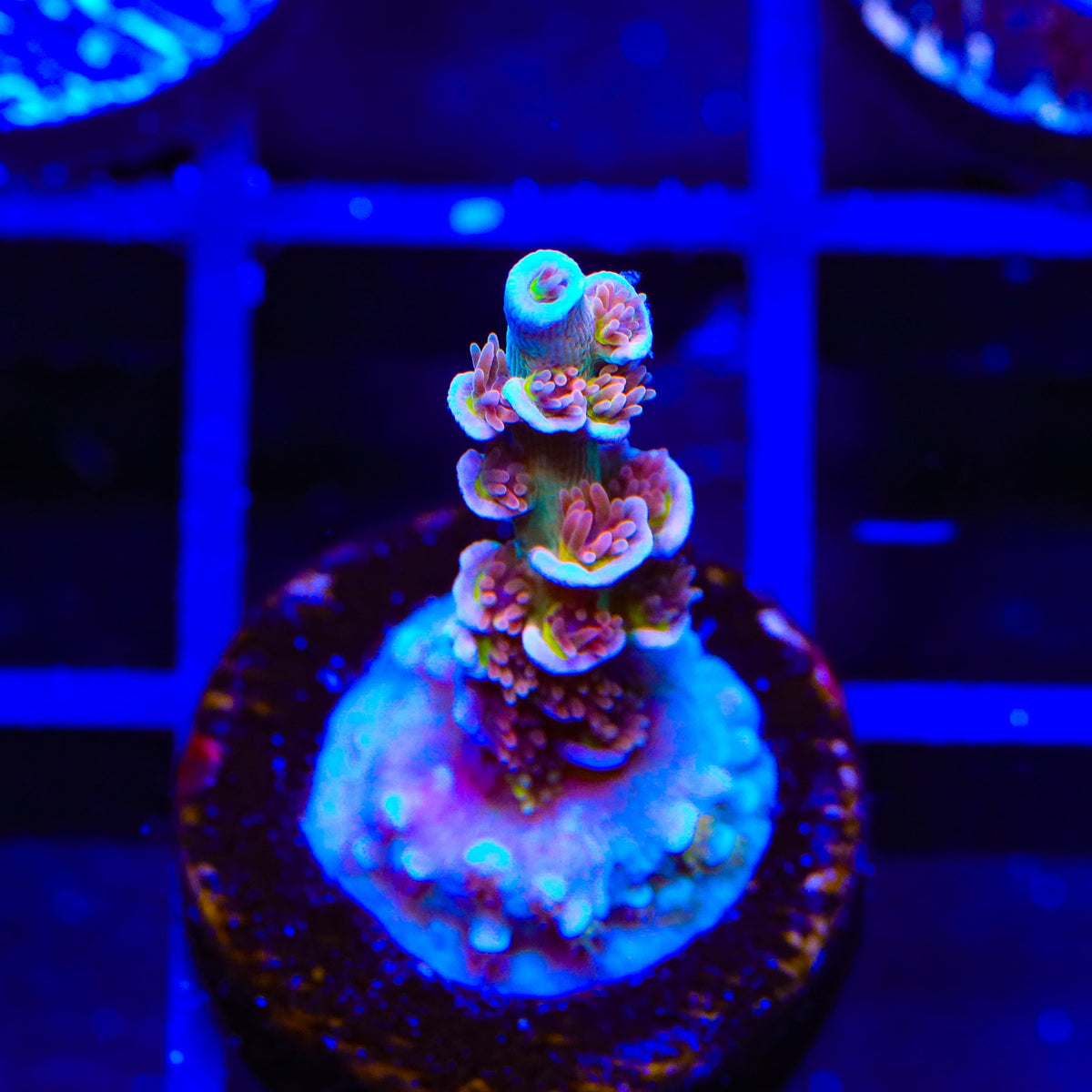 TSA Blueberry Mai Tai Tenuis Acropora Coral
