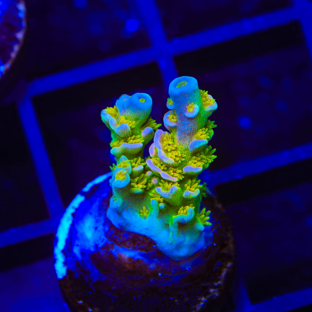 Walt Disney Tenuis Acropora Coral