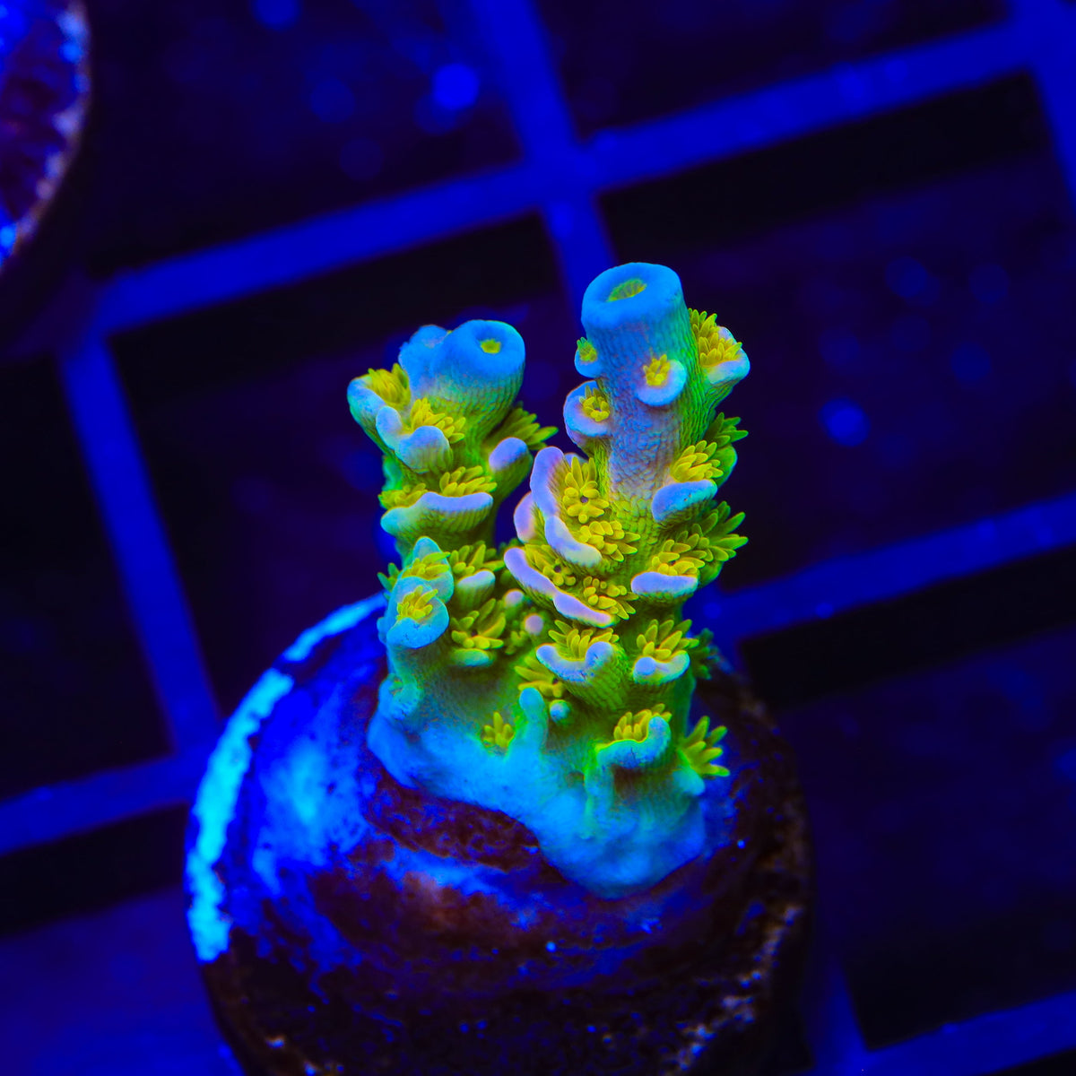 Walt Disney Tenuis Acropora Coral
