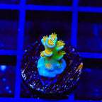Sexy Corals Orange Passion Tenuis Acropora Coral