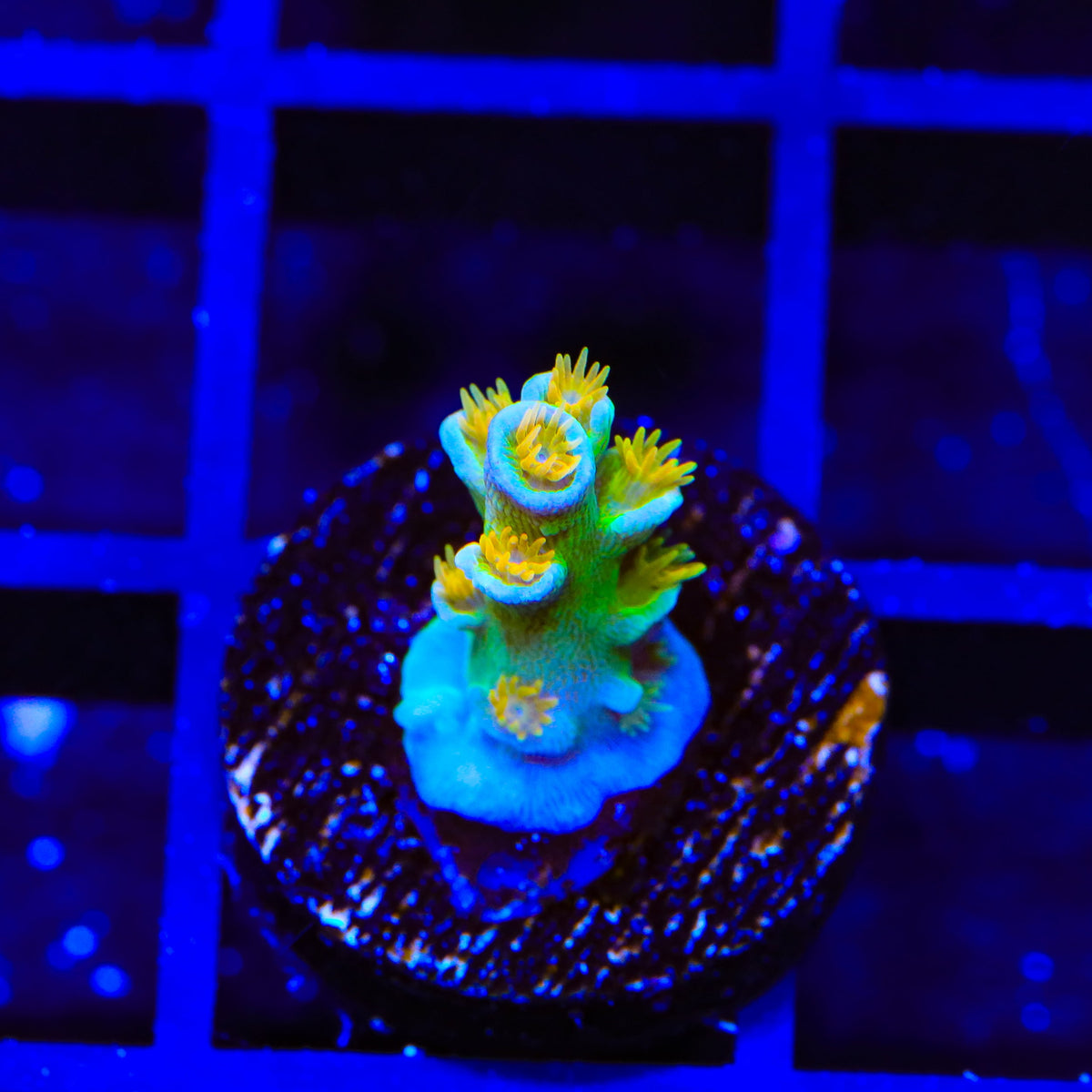 Sexy Corals Orange Passion Tenuis Acropora Coral