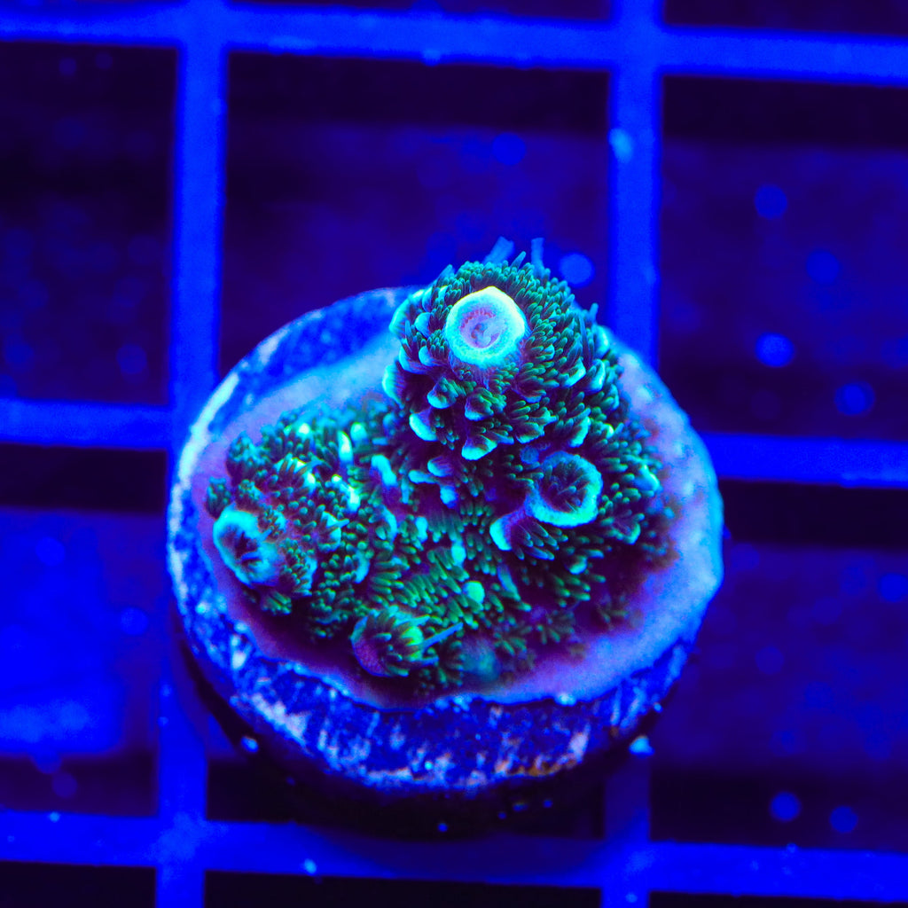 TSA Aqua Matrix Acropora Coral