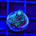 TSA Aqua Matrix Acropora Coral