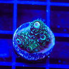TSA Aqua Matrix Acropora Coral