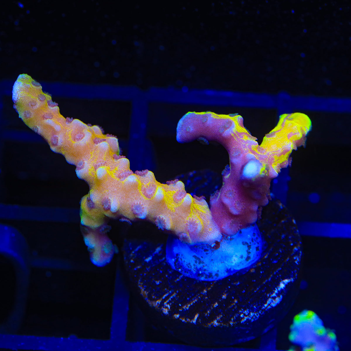 TSA Psychadelic Swirl Grafted Anacropora Coral