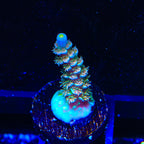 CRT Golden Eye Acropora Coral