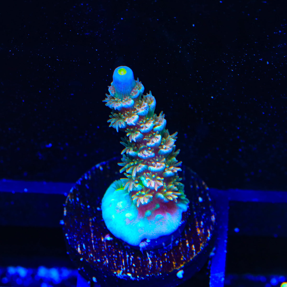 CRT Golden Eye Acropora Coral
