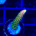 ASD Rainbow Millepora Acropora Coral