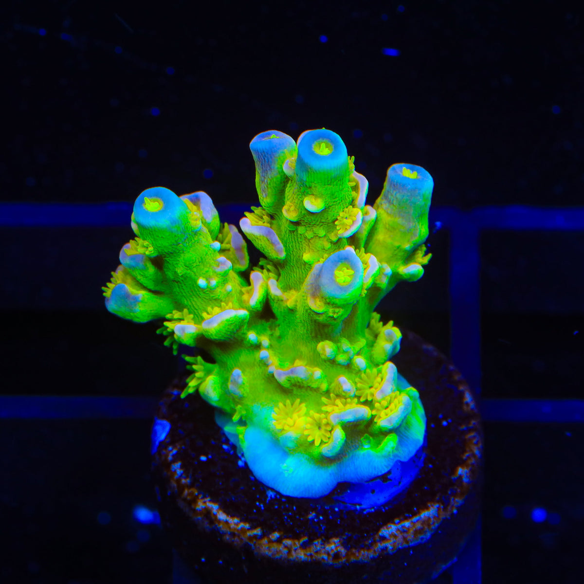 Walt Disney Tenuis Acropora Coral