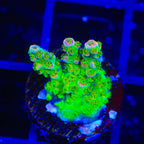 PC Superman Acropora Coral