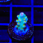 CCH Icarus Acropora Coral
